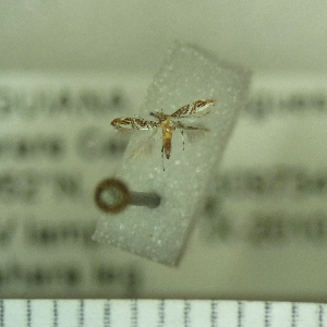  ( - AYK-FG10-058)  @12 [ ] Copyright (2011) Akito Kawahara Unspecified