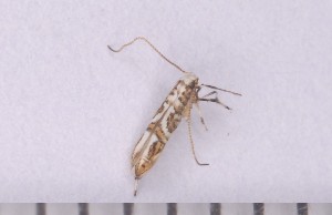  ( - CLV1344)  @12 [ ] Copyright (2010) David C. Lees Unspecified