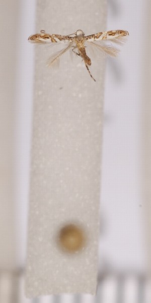  ( - CLV1354)  @12 [ ] Copyright (2010) David C. Lees Unspecified