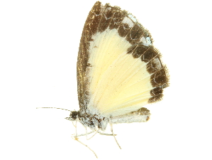  (Nymphidium cachrus - LNOU-1096)  @14 [ ] CreativeCommons - Attribution (2010) CBG Photography Group Centre for Biodiversity Genomics