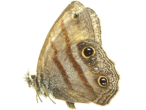  (Cissia penelope - LNOU-1116)  @14 [ ] CreativeCommons - Attribution (2010) CBG Photography Group Centre for Biodiversity Genomics