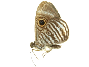  (Mesosemia philocles - LNOU-1120)  @14 [ ] CreativeCommons - Attribution (2010) CBG Photography Group Centre for Biodiversity Genomics