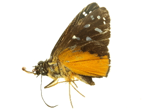  ( - LNOU-1140)  @14 [ ] CreativeCommons - Attribution (2010) CBG Photography Group Centre for Biodiversity Genomics