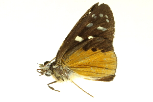  ( - LNOU-1153)  @14 [ ] CreativeCommons - Attribution (2010) CBG Photography Group Centre for Biodiversity Genomics