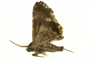  ( - LNOU-1167)  @14 [ ] CreativeCommons - Attribution (2010) CBG Photography Group Centre for Biodiversity Genomics