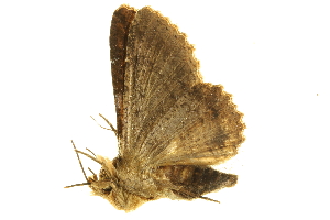  ( - BIOUG00723-B01)  @12 [ ] CreativeCommons - Attribution (2011) CBG Photography Group Centre for Biodiversity Genomics