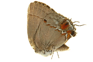  ( - BIOUG00734-B05)  @13 [ ] CreativeCommons - Attribution (2011) CBG Photography Group Centre for Biodiversity Genomics