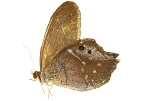  (Pierella hyalinus - BIOUG00734-B10)  @13 [ ] CreativeCommons - Attribution (2011) CBG Photography Group Centre for Biodiversity Genomics