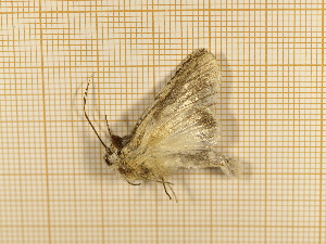  ( - CLV440712)  @12 [ ] Copyright (2012) Olivier Bouteleux Unspecified