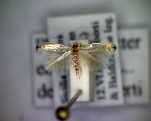  (Phyllonorycter etnensis - CLV5212)  @12 [ ] Copyright (2012) Olivier Bouteleux Unspecified