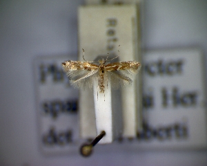  (Phyllonorycter spartocytisi - CLV5215)  @11 [ ] Copyright (2012) Olivier Bouteleux Unspecified