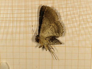  ( - CLV4152)  @12 [ ] Copyright (2012) Olivier Bouteleux Unspecified