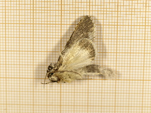  ( - CLV4202)  @12 [ ] Copyright (2012) Olivier Bouteleux Unspecified