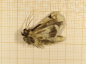 ( - CLV4280)  @12 [ ] Copyright (2012) Olivier Bouteleux Institut National de la Recherche Agronomique, Forestry Zoology