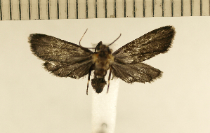  ( - CLV4530)  @13 [ ] Copyright (2012) Olivier Bouteleux Institut National de la Recherche Agronomique, Forestry Zoology