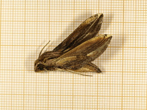  ( - CLV4761)  @12 [ ] Copyright (2012) Olivier Bouteleux Institut National de la Recherche Agronomique, Forestry Zoology