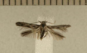  ( - CLV4940)  @12 [ ] Copyright (2012) Olivier Bouteleux Institut National de la Recherche Agronomique, Forestry Zoology