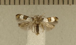  ( - CLV5089)  @12 [ ] Copyright (2012) Olivier Bouteleux Institut National de la Recherche Agronomique, Forestry Zoology