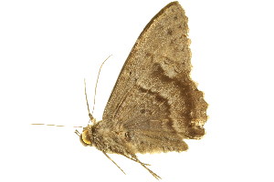  ( - BIOUG00736-D04)  @12 [ ] CreativeCommons - Attribution (2011) CBG Photography Group Centre for Biodiversity Genomics