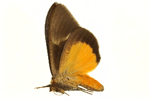  ( - BIOUG00737-D05)  @12 [ ] CreativeCommons - Attribution (2011) CBG Photography Group Centre for Biodiversity Genomics