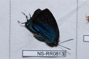  (Denivia phegeus - NS-RR0813)  @13 [ ] Copyright (2011) Rodolphe Rougerie University de Rouen