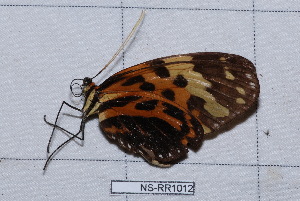  ( - NS-RR1012)  @13 [ ] Copyright (2011) Rodolphe Rougerie University de Rouen