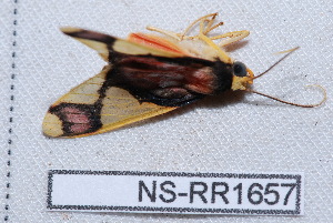  ( - NS-RR1657)  @12 [ ] Copyright (2011) Rodolphe Rougerie University de Rouen