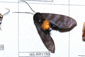  ( - NS-RR1756)  @13 [ ] Copyright (2011) Rodolphe Rougerie University de Rouen