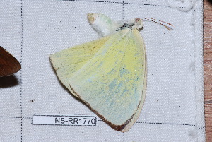  (Rhabdodryas - NS-RR1770)  @13 [ ] Copyright (2011) Rodolphe Rougerie University de Rouen