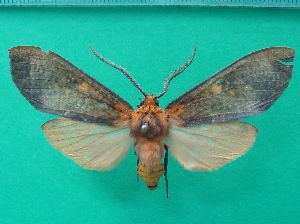  ( - KLM Lep 09809)  @11 [ ] CreativeCommons - Attribution Non-Commercial Share-Alike (2018) Christian Wieser Landesmuseum K&auml;rnten