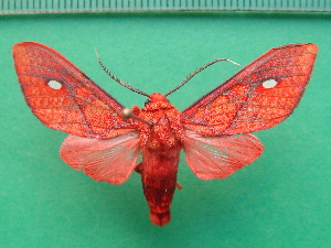  ( - KLM Lep 09927)  @11 [ ] CreativeCommons - Attribution Non-Commercial Share-Alike (2018) Christian Wieser Landesmuseum K&auml;rnten