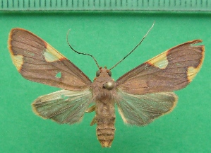  ( - KLM Lep 10033)  @11 [ ] CreativeCommons - Attribution Non-Commercial Share-Alike (2018) Christian Wieser Landesmuseum Kärnten