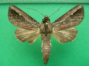  (Nystalea severina - KLM Lep 10415)  @13 [ ] CreativeCommons - Attribution Non-Commercial Share-Alike (2018) Christian Wieser Landesmuseum Kärnten