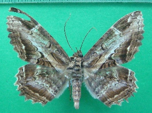  ( - KLM Lep 10491)  @11 [ ] CreativeCommons - Attribution Non-Commercial Share-Alike (2018) Christian Wieser Landesmuseum K&auml;rnten