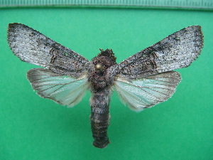  ( - KLM Lep 10586)  @12 [ ] CreativeCommons - Attribution Non-Commercial Share-Alike (2018) Christian Wieser Landesmuseum Kärnten