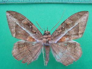  (Hemeroblemma opigena - KLM Lep 10681)  @13 [ ] CreativeCommons - Attribution Non-Commercial Share-Alike (2018) Christian Wieser Landesmuseum K&auml;rnten