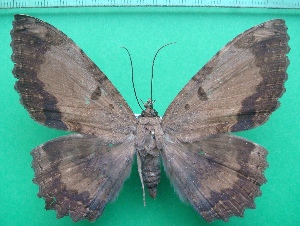  ( - KLM Lep 10683)  @11 [ ] CreativeCommons - Attribution Non-Commercial Share-Alike (2018) Christian Wieser Landesmuseum K&auml;rnten