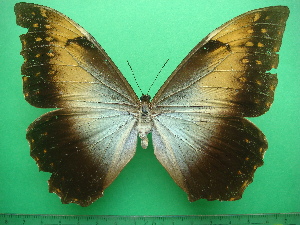  (Morpho telemachus telemachus - KLM Lep 10750)  @11 [ ] CreativeCommons - Attribution Non-Commercial Share-Alike (2018) Christian Wieser Landesmuseum Kärnten