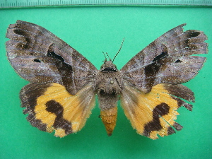  ( - KLM Lep 10760)  @11 [ ] CreativeCommons - Attribution Non-Commercial Share-Alike (2018) Christian Wieser Landesmuseum Kärnten