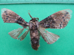  ( - KLM Lep 10912)  @11 [ ] CreativeCommons - Attribution Non-Commercial Share-Alike (2018) Christian Wieser Landesmuseum Kärnten