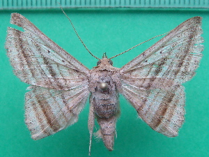  ( - KLM Lep 11056)  @11 [ ] CreativeCommons - Attribution Non-Commercial Share-Alike (2018) Christian Wieser Landesmuseum K&auml;rnten