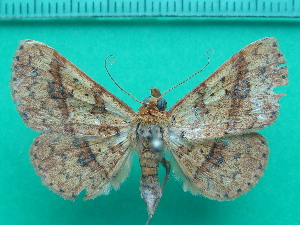  ( - KLM Lep 11064)  @11 [ ] CreativeCommons - Attribution Non-Commercial Share-Alike (2018) Christian Wieser Landesmuseum Kärnten