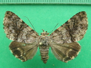  ( - KLM Lep 11090)  @11 [ ] CreativeCommons - Attribution Non-Commercial Share-Alike (2018) Christian Wieser Landesmuseum Kärnten