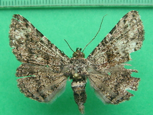  ( - KLM Lep 11091)  @11 [ ] CreativeCommons - Attribution Non-Commercial Share-Alike (2018) Christian Wieser Landesmuseum K&auml;rnten