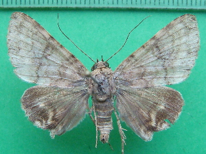  ( - KLM Lep 11093)  @11 [ ] CreativeCommons - Attribution Non-Commercial Share-Alike (2018) Christian Wieser Landesmuseum Kärnten