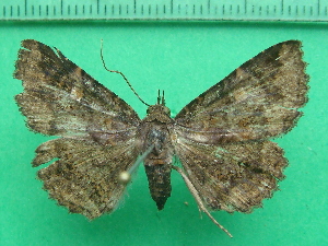  ( - KLM Lep 11108)  @11 [ ] CreativeCommons - Attribution Non-Commercial Share-Alike (2018) Christian Wieser Landesmuseum K&auml;rnten