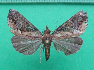  ( - KLM Lep 11161)  @14 [ ] CreativeCommons - Attribution Non-Commercial Share-Alike (2018) Christian Wieser Landesmuseum K&auml;rnten