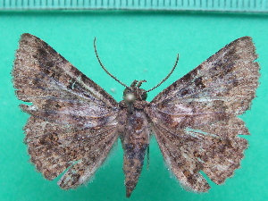  ( - KLM Lep 11185)  @11 [ ] CreativeCommons - Attribution Non-Commercial Share-Alike (2018) Christian Wieser Landesmuseum K&auml;rnten