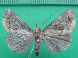  ( - KLM Lep 11190)  @14 [ ] CreativeCommons - Attribution Non-Commercial Share-Alike (2018) Christian Wieser Landesmuseum K&auml;rnten