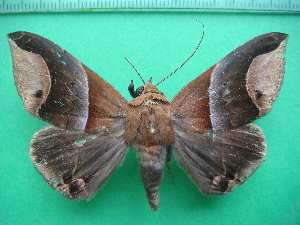  ( - KLM Lep 11236)  @11 [ ] CreativeCommons - Attribution Non-Commercial Share-Alike (2018) Christian Wieser Landesmuseum Kärnten